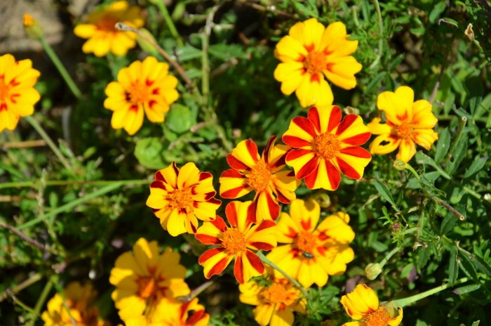 Tagetes patula 'Mr Majestic'